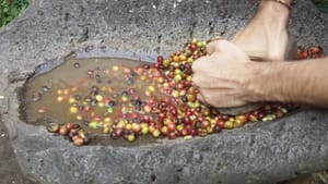 Cleaning coffee beans the old way.